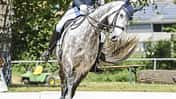 CAV Rollkur 20 B
