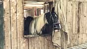 CAV Reitschultest Aachen Meyer 2
