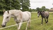 CAV Reitschultest Altmark Neulingen 2