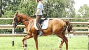 CAV Reittraining Tempo B