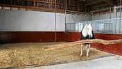 CAV Stall Scout 05_2015 Hofgut Ashege 2
