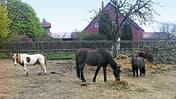 CAV-0714-Reitschultest-Hameln-Lucky-Rider-Ranch-3