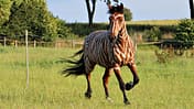 CAV Zebra Bremsen Streifen