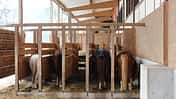 CAV-0313-Reitschultest-Zella-1 Offenstall (jpg)