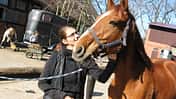 CAV Valentinstag Horselovers 54