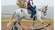CAV Hinterhand Dressur Tragkraft 7