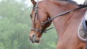 CAV Gebisslos reiten Zaum Zäumung 8