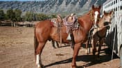 CAV Cattle Drive Western Horsemanship Montana Rinder MS_03