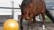 *CAV Pferdesenioren Delano spielt Fußball MS*
