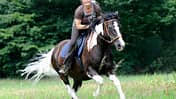 CAV Pferde Senioren Welshcob-Tinker-Hessen-Mix Stute Angelina 20MS