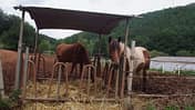 CAV 1011_Reitschultest Pfalz_Schoenbach-Hof-06 (jpg)