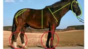 CAV 05_2011 Exterieur_Typen_Bewertung_Donald_IMG_1850_privat (jpg)