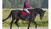 CAV 12_2010-Pferd-locker-reiten_Schoenewald_06 (jpg)