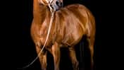 CAV Equine FineArt Jörg Kraus Vito_14