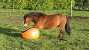 CAV Pferd spielt Ball Tasmate 7