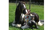 CAV Wo Reiter lesen Leserfotos 1