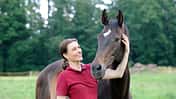 CAV Pferd Pferdekopf Brauner