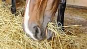 CAV Futter Stroh