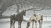 CAV Winter Pferde Koppel Schnee