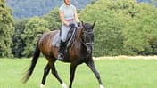 CAV Pferde Wiese reiten Biegung Trab