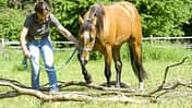 CAV Trail Pferd an der Hand über Baumstämme