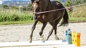 CAV Pferd Longe Stangen