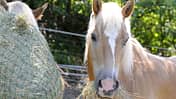 CAV Pferd mit Heunetz Teaser 2