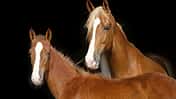 CAV Tennessee Walker Walkaway Farm 1