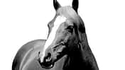CAV Handicap blind taub
