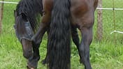 CAV Friese Koppel Schräge Pferdefotos