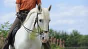 CAV Dressur Schimmel Trense Pferd