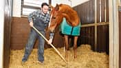 CAV Rechtserie Stallarbeit