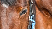 cav-201904-cavallo-coach-lir8234-v-amendo (jpg)