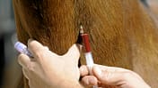 CAV Blutprobe Blut Spritze