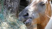 CAV Pferd mit Heunetz Teaser