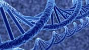 CAV Erbkrankheiten Pferd DNA