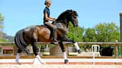 CAV Alizée Froment Gebisslos Dressur