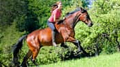 CAV Harmonie Pferd und Reiter 2