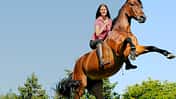 CAV Freiheitsdressur Dressur Steigen Brauner