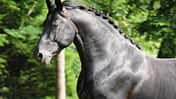 CAV Moritzburg Hengst Pressebild