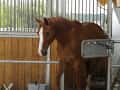 CAV Haltung Stall Paddock Futterstation 42er