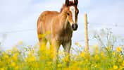 CAV Pferd Herde Weide Koppel Grasen Fohlen