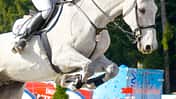 CAV Springen Sprung Springreiten