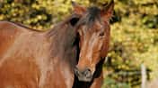 CAV Pferd Koppel Brauner Weide Ohr