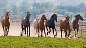 CAV Tennessee Walker Walkaway Farm 3