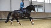CAV Sattel Dressur Test Annette Stevenson
