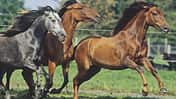 7 CAV Kotwasser_2