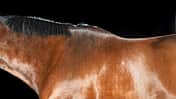 cav-fuettern-fuers-fell-0117-lir0120-v-amendo-aufmacher-und-teaser (jpg)