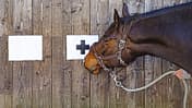 CAV Pferd Test Intelligenz schlau