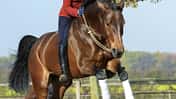 CAV Reiten ohne Sattel und Trense Sprung